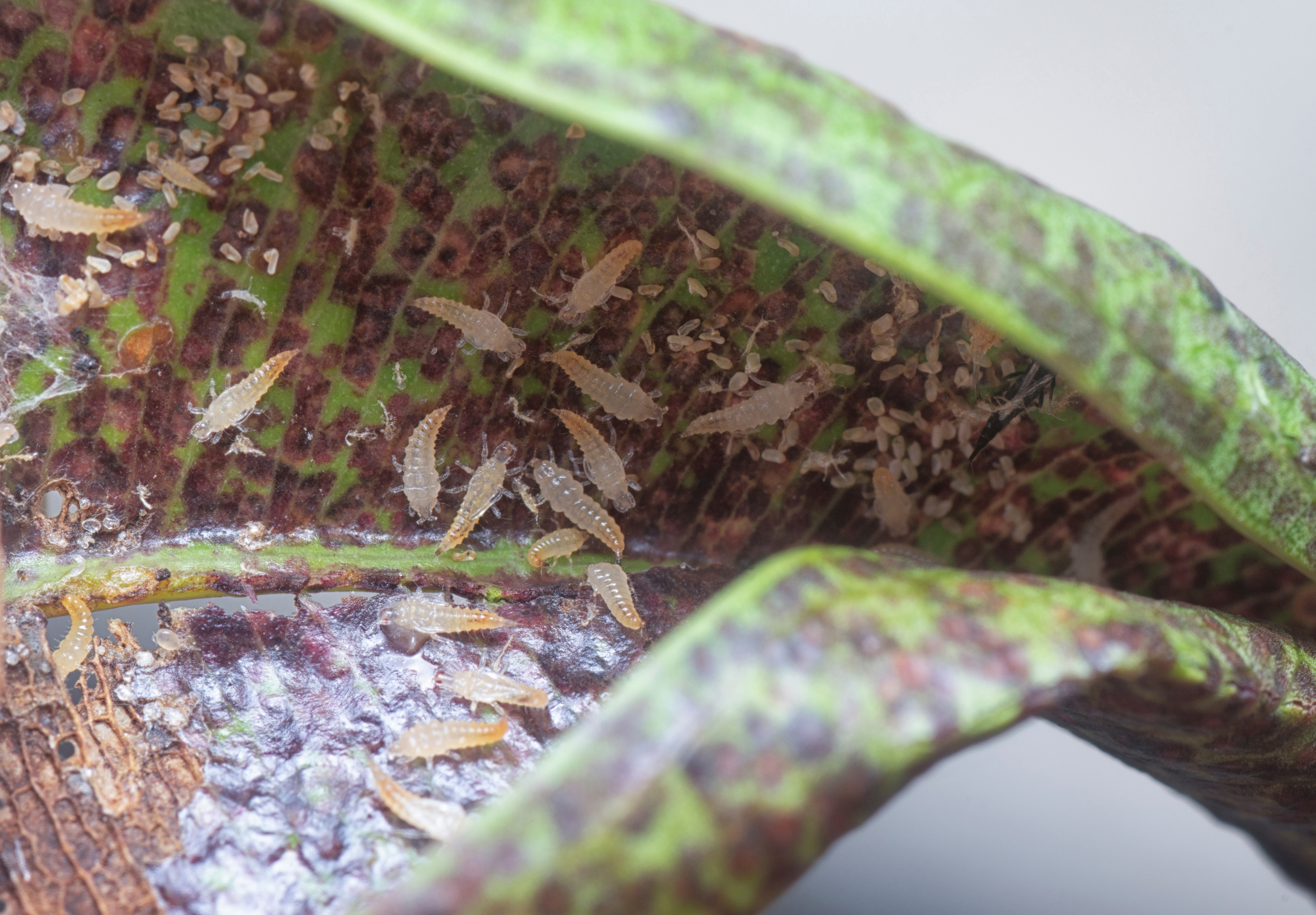 AS 425668558 Thrips Damage1