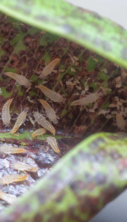 Thrips | Davey Tree