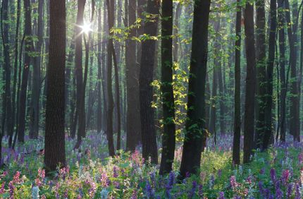 Fotolia 79451699 Subscription Monthly M