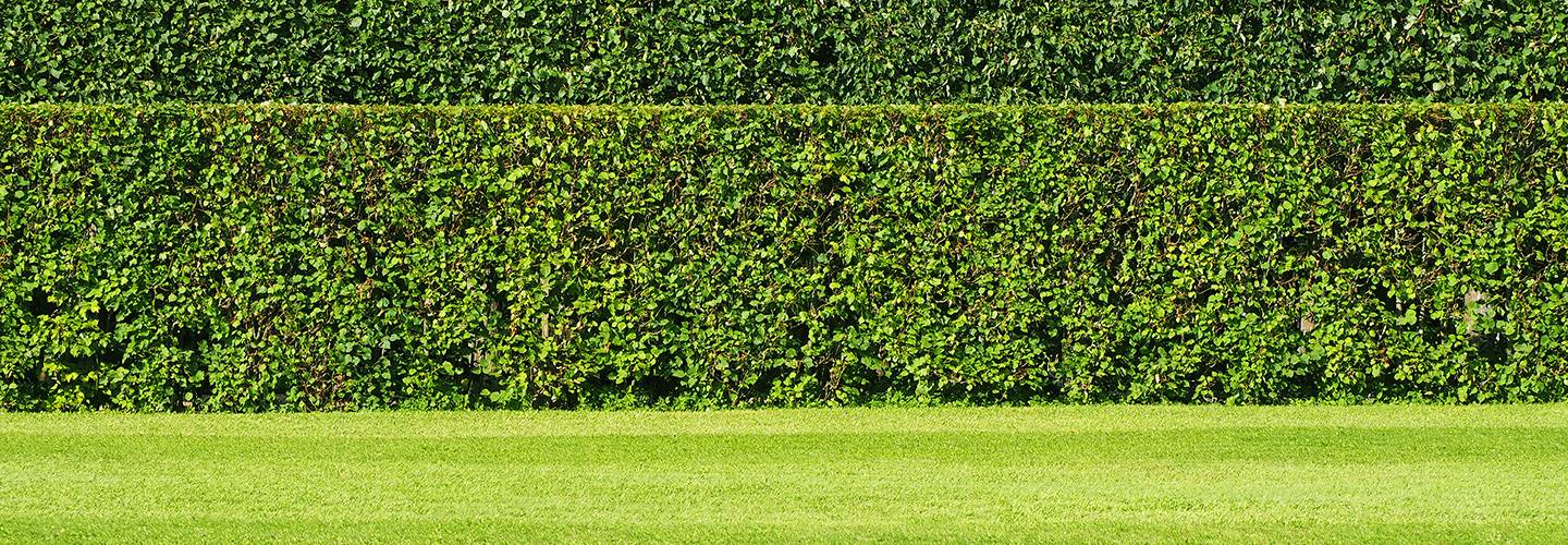 How To Create Privacy In Your Yard With Plants Davey Tree