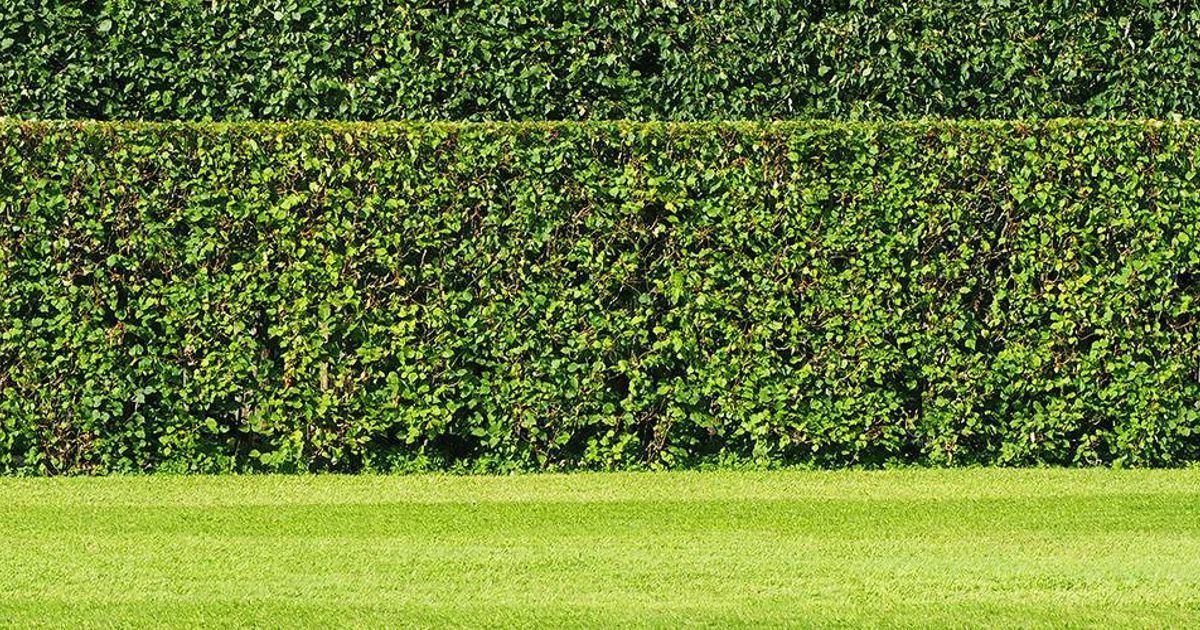 How To Create Privacy In Your Yard With Plants | Davey Tree