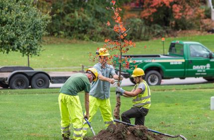 Fall Planting