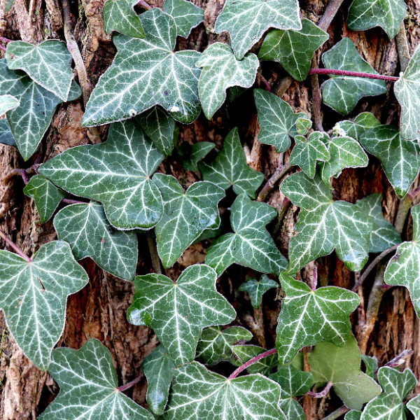 English Ivy