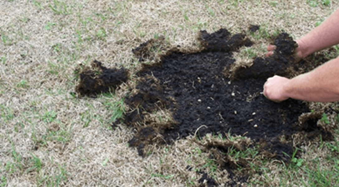 Stunning Satilec Grass Is Examined By Bug Invader Labradors image