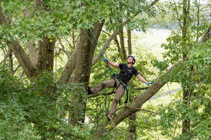 Alex Julius climbing a tree