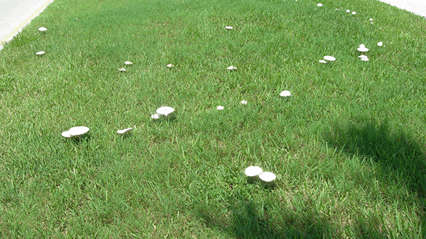 Pest And Disease Center Fairy Rings Sideimage 608X341