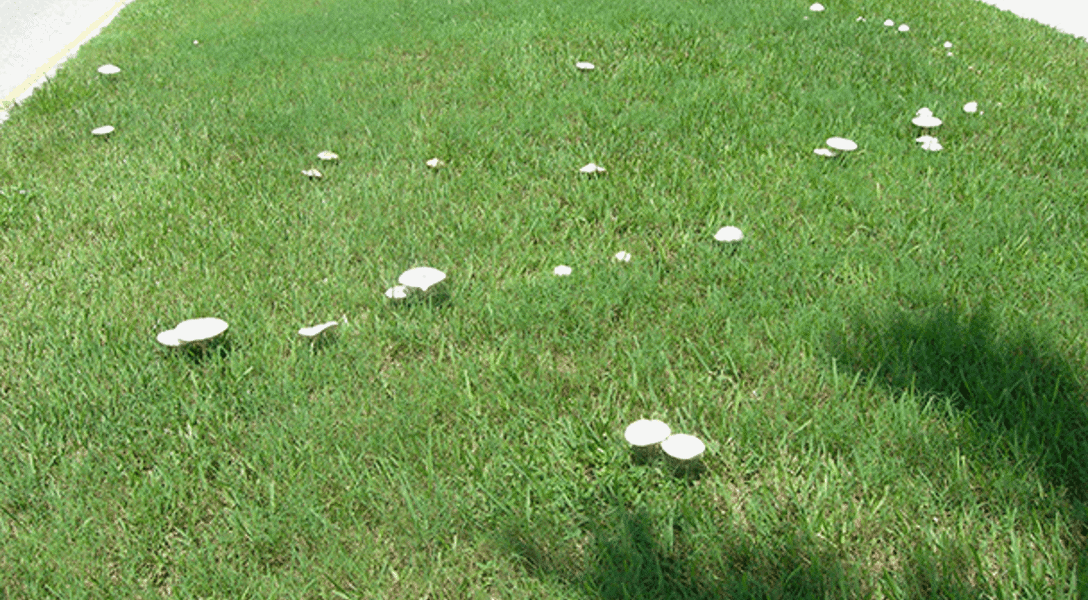 What Is a Fairy Ring? And Will It Harm Your Lawn?