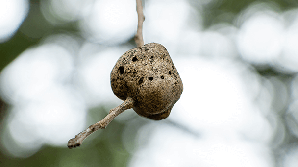 Pest And Disease Horned And Gouty Oak Galls Sideimage2 608X341