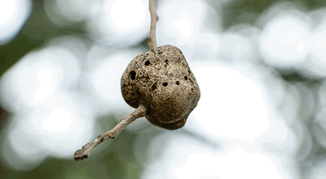 Horned & Gouty Oak Galls Identification, Symptoms & Management | Davey Tree
