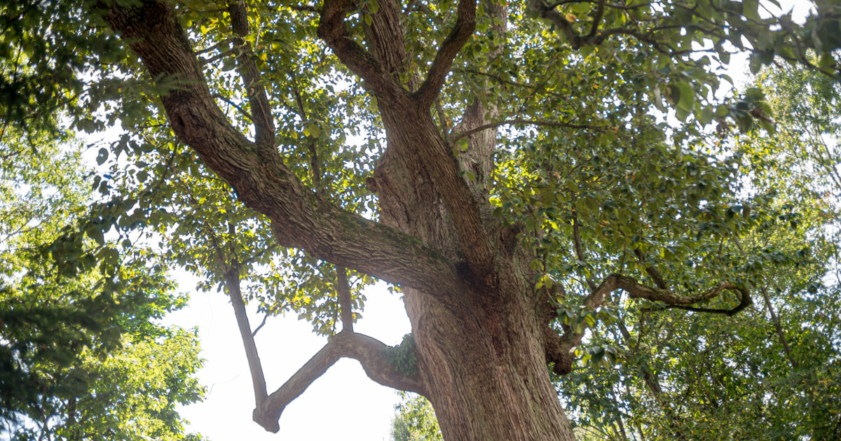 Dayen Tree Into the Garden | Davey Tree