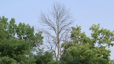 dying ash tree