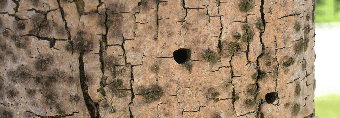 Pest And Disease Center Eab Banner 1440X500
