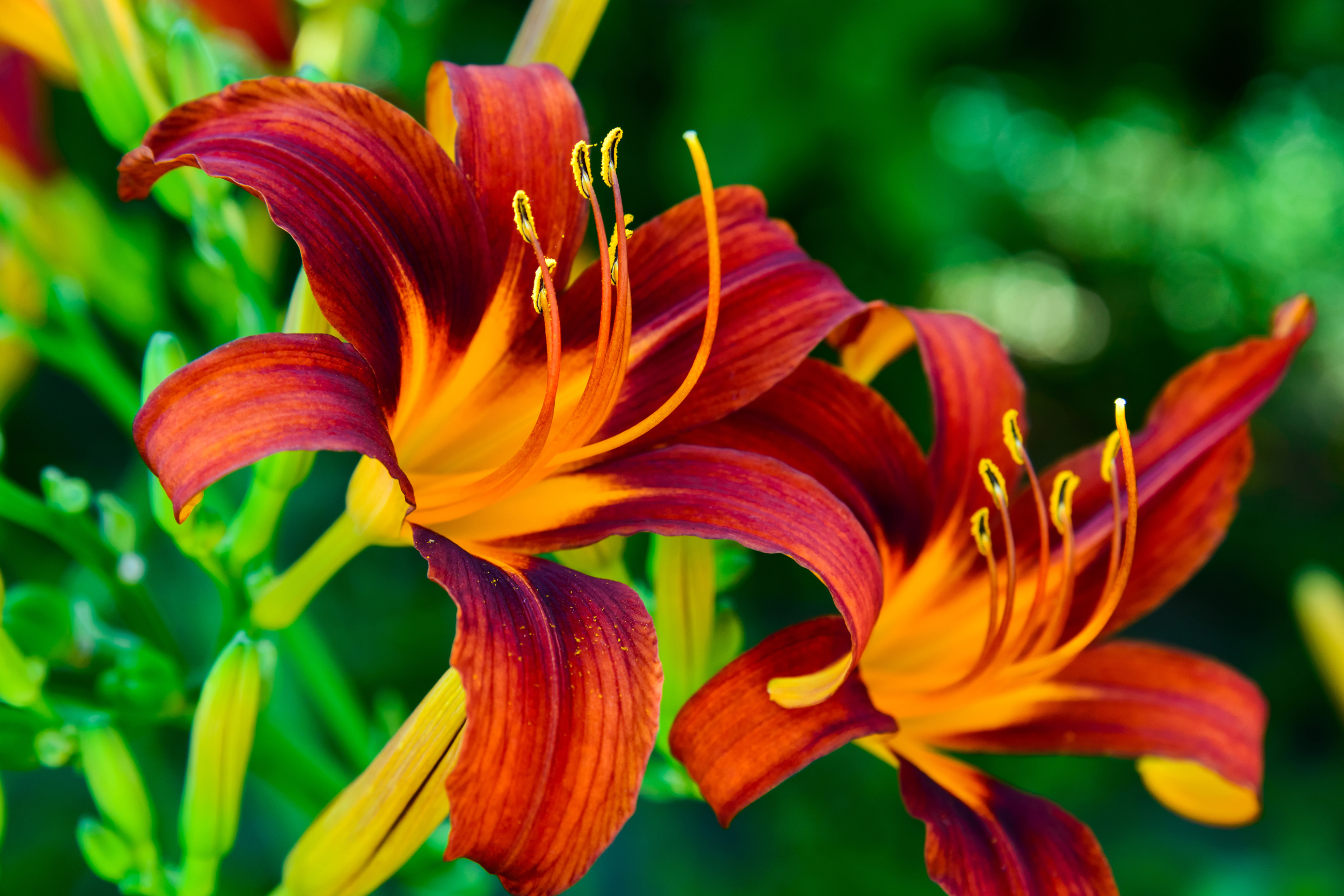 Daylilies