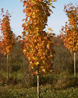 Three tall, skinny trees with fall-colored foliage.