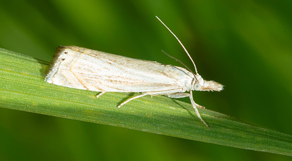 Sod Webworms | Davey Tree