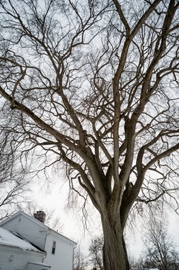 large tree in the winter