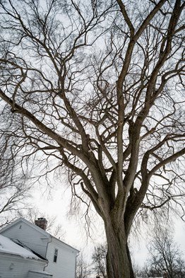 large tree in the winter