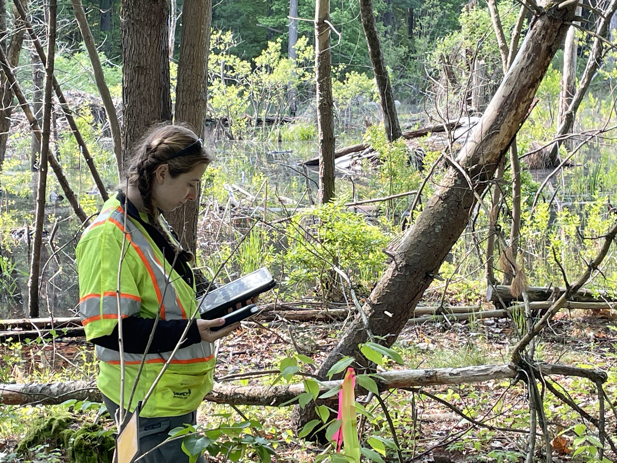 Wetlands Delineation