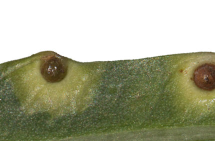 4S0a6655 Peruvian Pepper With Gall Sm