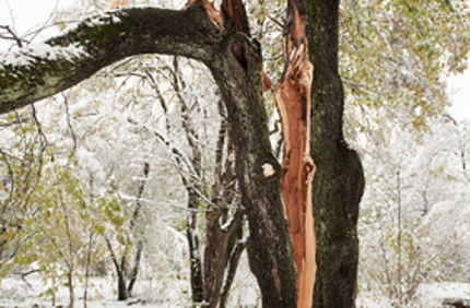 Davey Tree Storm Damage Split Tree