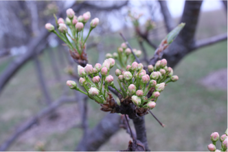 Callery Pear buds