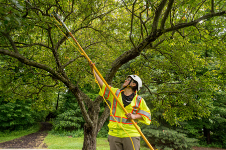 Picture of a Davey arborist properly pruning a tree.