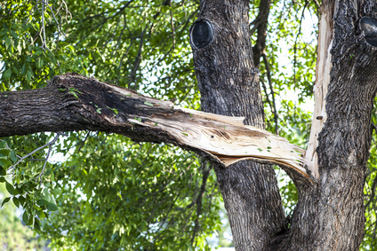Davey Tree Storm Damaged Split Branch (2)