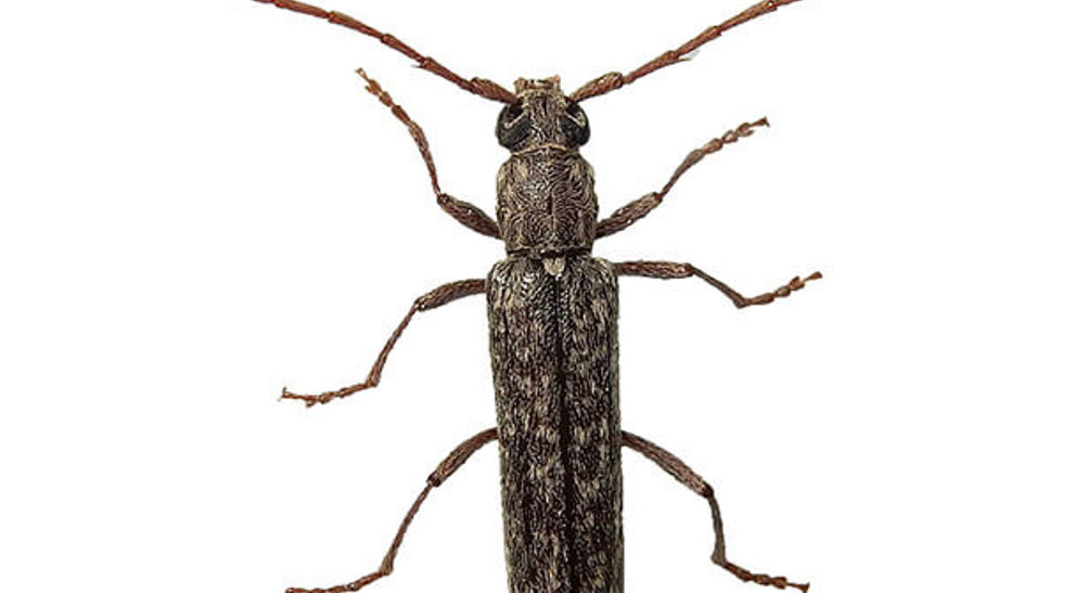Girdler Insect Twig Girdler and Twig Pruner Beetles | Davey Tree