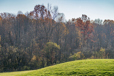 A forest filled with dry trees, some with and without leaves, in the distance.
