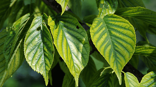 Pest And Disease Chlorosis Sideimage 608X341