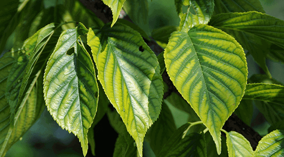 Chlorosis: Symptoms, Causes & Management | Davey Tree