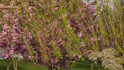 A tree with long, pink-flowered foliage blowing in the wind.