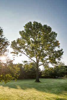 A photo of a tree with the sun shining through it.