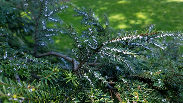 Commercial Blog Common Spring Tree Pests Sideimage6 608X341