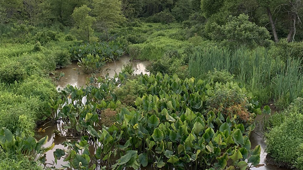 Project Profile Julie J Metz Sideimage2 608X341