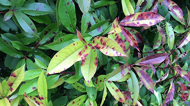 Pest And Disease Center Photinia Leaf Spot Sideimage3 608X341