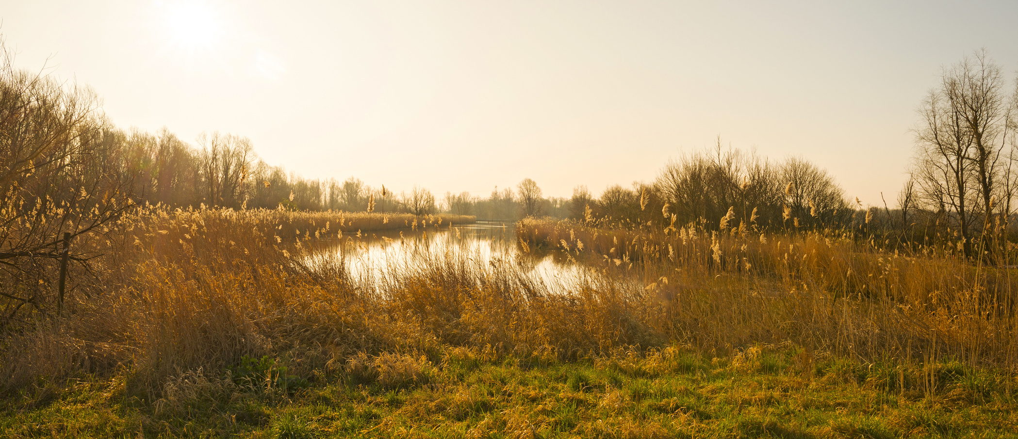 Invasive Species Management & Control | Davey Resource Group | Davey Tree