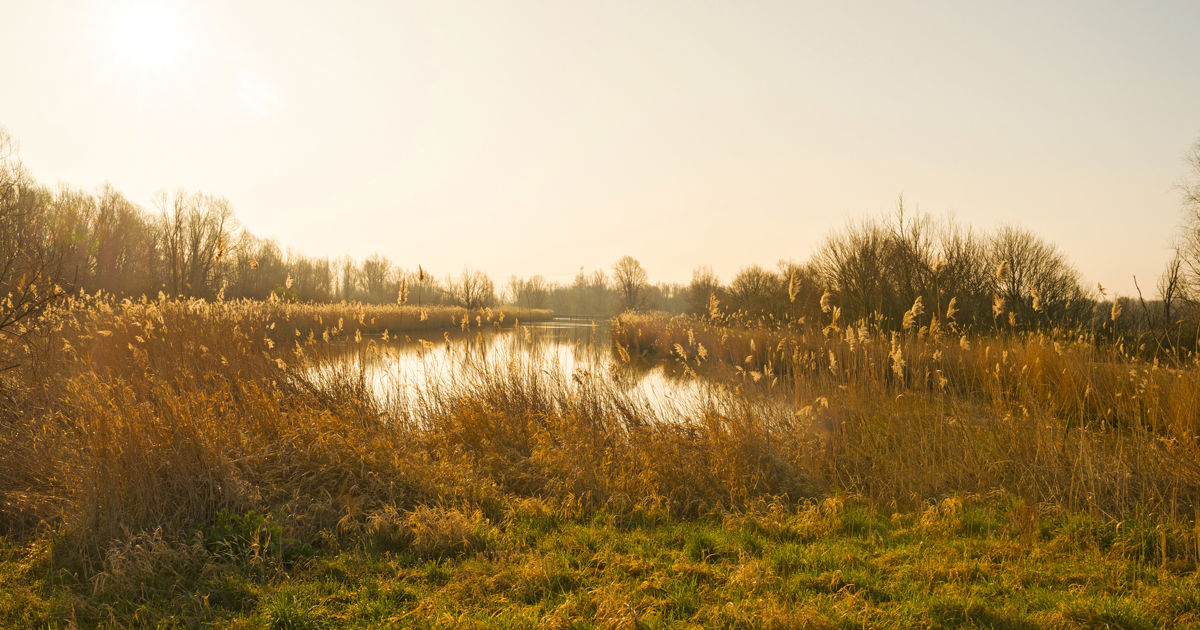 Invasive Species Management & Control | Davey Resource Group | Davey Tree