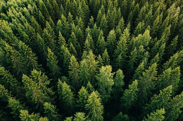 Environmental Urban Forestry Case Studies Alternating 640X426