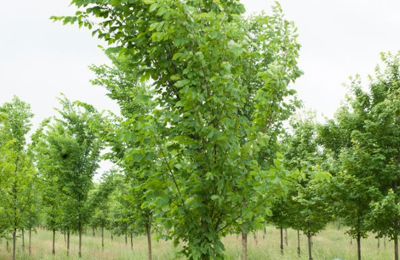 9A85badd D236 4C75 8E51 1F0ff6cf49e5