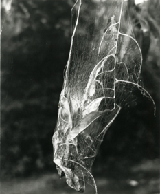 A black-and-white image of a web over a tree branch