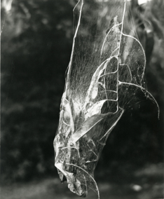 A large web covering a small tree branch.