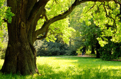 Tree Preservation
