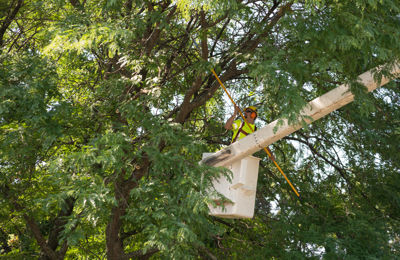 Tree Trimming