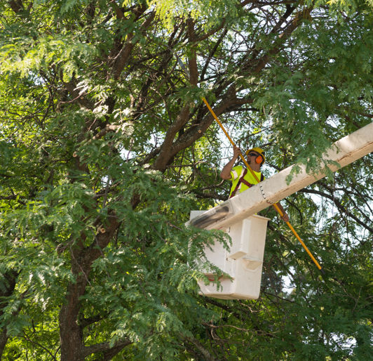 Tree Trimming Lynchburg