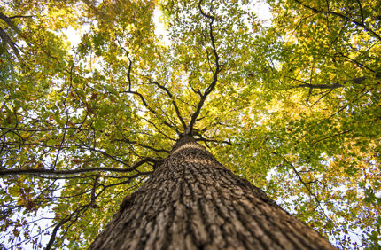 Looking Up At Tree Canopy