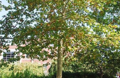 3E1c4df6 E715 414A 8457 3A06acc6048e