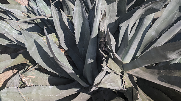 Utility Css San Diego Plant Eradication Sideimage 608X341