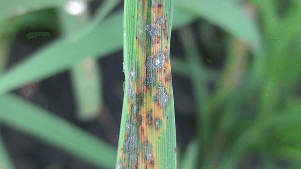 Pest And Disease Gray Leaf Spot Disease Sideimage 608X341