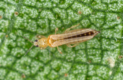 AS 271889195 Thrips